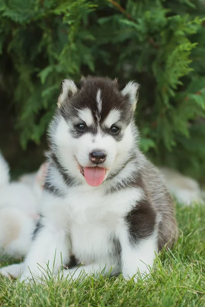 Szibériai husky kutya szabadban. Portréja egy kis husky kutya kölyök. — Stock Fotó