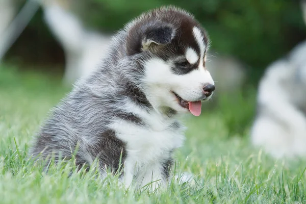 Portret van een weinig husky hond puppy — Stockfoto