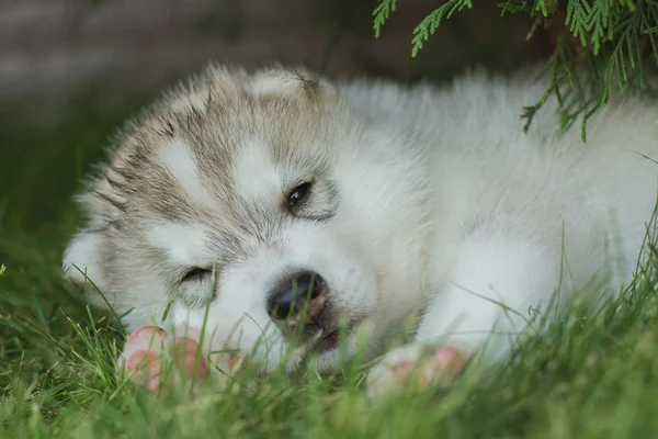 Retrato de um cachorrinho pequeno cão husky — Fotografia de Stock