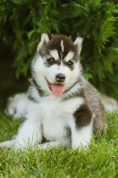 Portret małego psa husky szczeniaka — Zdjęcie stockowe