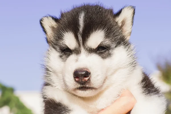 Retrato de um cachorrinho pequeno cão husky — Fotografia de Stock