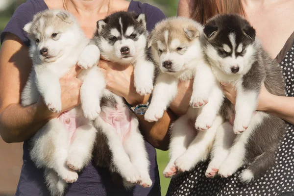 Dört yavru Sibirya Husky. Köpekler doğurmak elinde çöp. Küçük yavru.