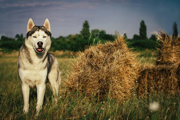 Portret van een hond op de achtergrond van hooibergen in landelijke gebieden. Siberische Husky met blauwe ogen. — Stockfoto