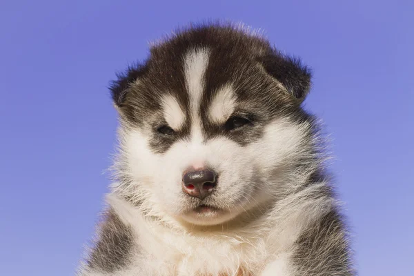 ハスキー犬の子犬の肖像画 — ストック写真