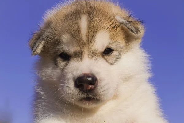 Retrato de um cachorrinho pequeno cão husky — Fotografia de Stock