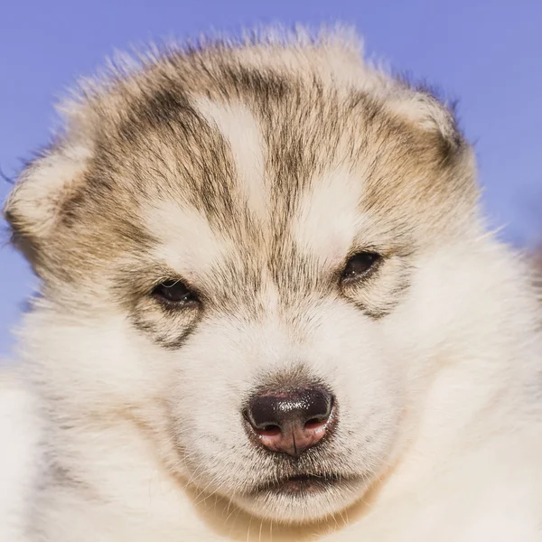 ハスキー犬の子犬の肖像画 — ストック写真