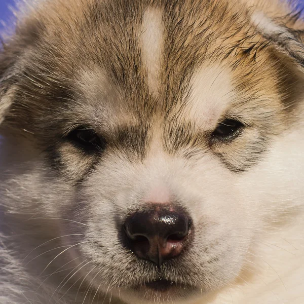 Sibirya husky köpek açık havada. Husky köpek yavrusu portresi. Yakın çekim. — Stok fotoğraf