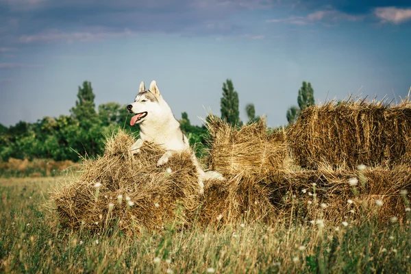 Retrato de un husky siberiano . —  Fotos de Stock