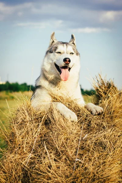 Retrato de un husky siberiano . —  Fotos de Stock