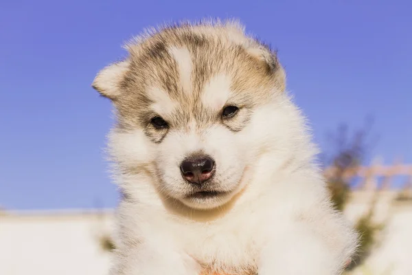 ハスキー犬の子犬の肖像画 — ストック写真