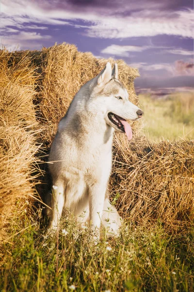 Dos perros sentados cerca de un pajar esperando a su amo. Husky siberiano sobre un fondo del campo . —  Fotos de Stock