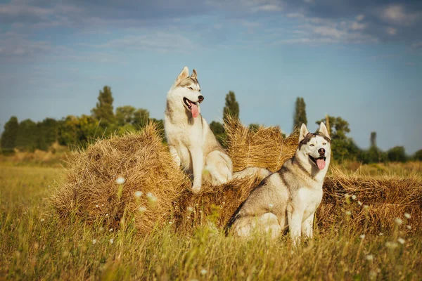 Dois cães sentados perto de palheiros à espera do seu mestre. Husky siberiano em um contexto do campo . — Fotografia de Stock