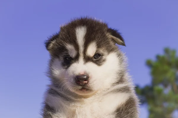 Retrato de um cachorrinho pequeno cão husky — Fotografia de Stock