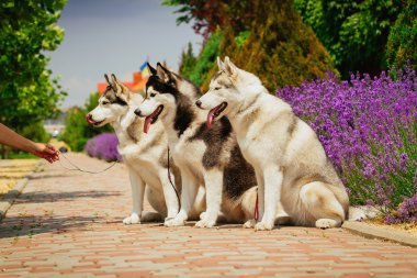 Sibirya husky köpek açık havada.