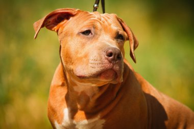 Bir köpek yavrusu niteliğine portresi kapatın. Pitbull.