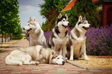Bir köpek ırkı Siberian dış yapraklar portresi.