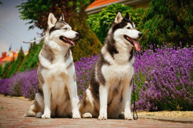 Bir köpek ırkı Siberian dış yapraklar portresi.