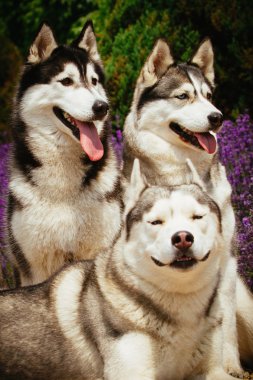 Bir köpek ırkı Siberian dış yapraklar portresi.
