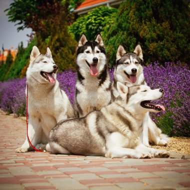Bir köpek ırkı Siberian dış yapraklar portresi.