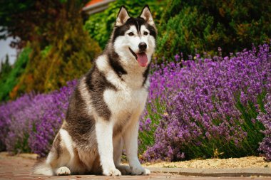 Gül çiçek açan bir çalı köpek yalan gri. Siberian dış yapraklar portresi.