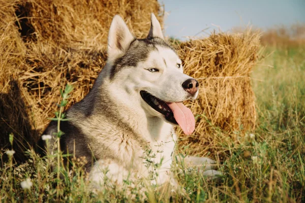 Retrato de um husky siberiano . — Fotografia de Stock