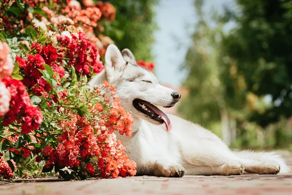 Porträtt av sibiriska Husky — Stockfoto