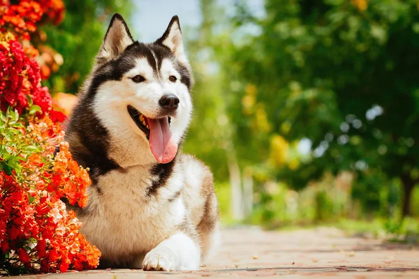 Retrato de husky siberiano — Fotografia de Stock