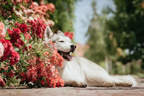 Retrato de um husky siberiano . — Fotografia de Stock