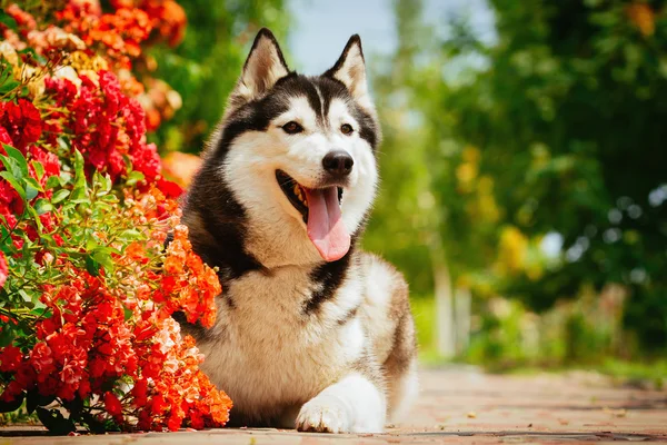 Retrato de un husky siberiano . — Foto de Stock