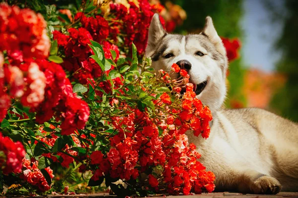 Gül çiçek açan bir çalı köpek yalan gri. Siberian dış yapraklar portresi.
