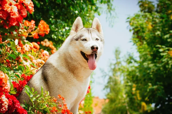 Retrato de un husky siberiano . — Foto de Stock