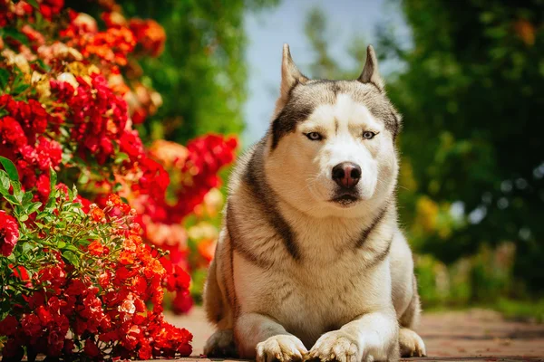 Szürke kutya fekszik, közel a bokor virágzó rózsák. Portréja egy szibériai Husky. — Stock Fotó