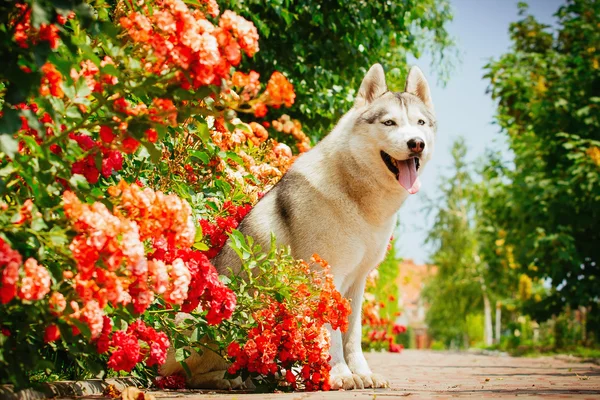 Perro gris tendido cerca de un arbusto floreciendo rosas. Retrato de un Husky siberiano . — Foto de Stock