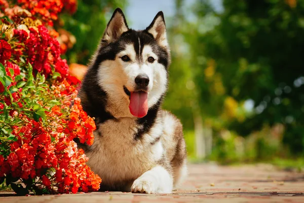 Perro gris tendido cerca de un arbusto floreciendo rosas. Retrato de un Husky siberiano . — Foto de Stock