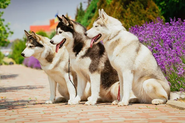 Portret van een ras van de hond Siberische Husky. De hond op de achtergrond van bloeiende lavendel. — Stockfoto