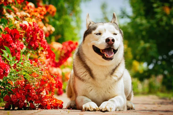 Retrato de um husky siberiano . — Fotografia de Stock