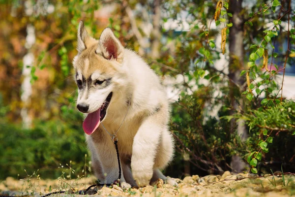 Perro husky siberiano al aire libre . — Foto de Stock