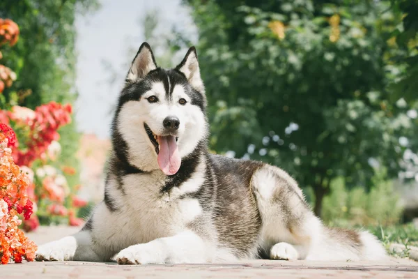 Portret van een Siberische husky. — Stockfoto