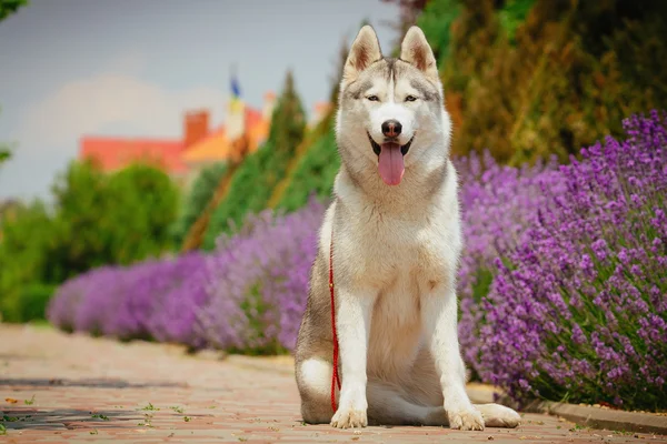 Grey dog lying near a bush blooming roses. Portrait of a Siberian Husky.