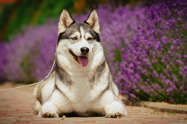 Grå hund ligger nær en busk blomstrende roser. Portræt af en sibirisk Husky . - Stock-foto