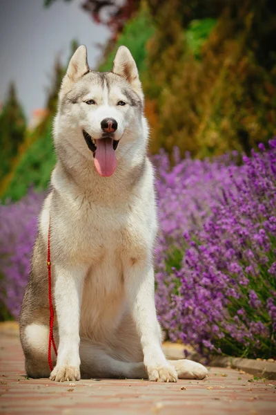 Grijze hond liggen in de buurt van een struik bloeiende rozen. Portret van een Siberische Husky. — Stockfoto