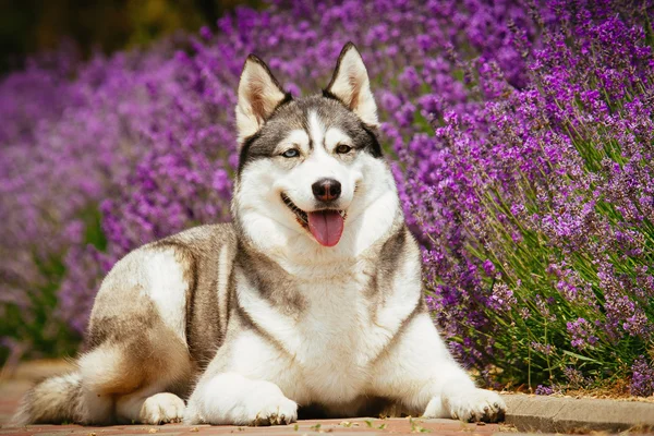 Gül çiçek açan bir çalı köpek yalan gri. Siberian dış yapraklar portresi.