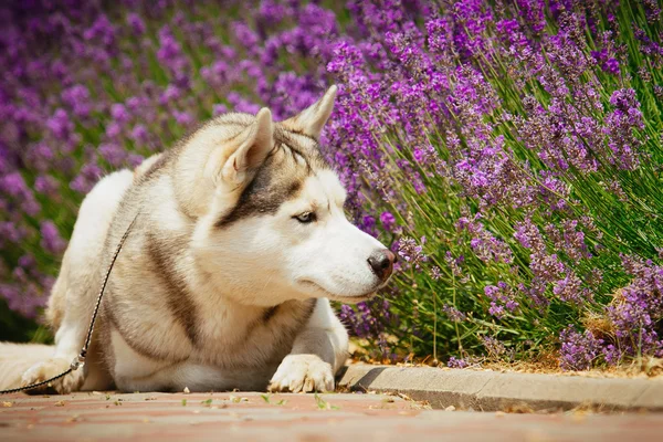 Szürke kutya fekszik, közel a bokor virágzó rózsák. Portréja egy szibériai Husky. — Stock Fotó