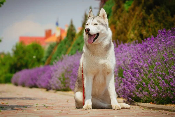 Perro gris tendido cerca de un arbusto floreciendo rosas. Retrato de un Husky siberiano . — Foto de Stock