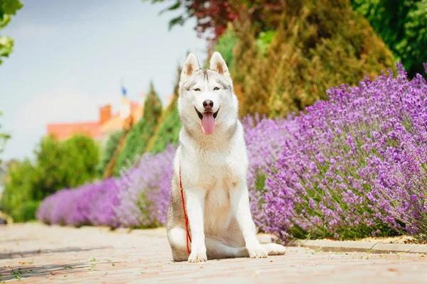 Retrato de un husky siberiano . — Foto de Stock