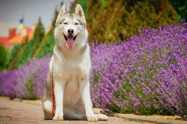 Retrato de un husky siberiano . — Foto de Stock