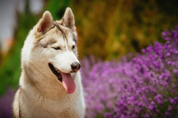 Retrato de un husky siberiano . — Foto de Stock