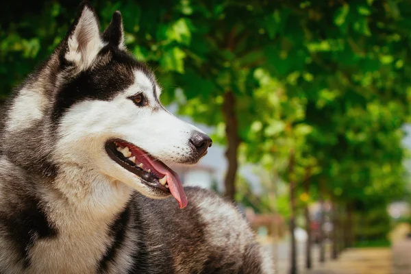 Retrato de un husky siberiano . — Foto de Stock