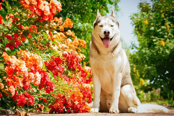 Retrato de un husky siberiano . — Foto de Stock