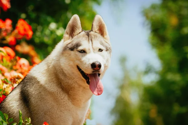 Retrato de un husky siberiano . — Foto de Stock